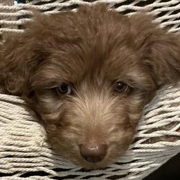 Aussiedoodles from Dixie Rae Doodles
