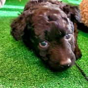 Mudi Puppies from Menagerie Mudis & More