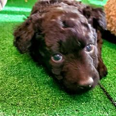 Mudi Puppies from Menagerie Mudis & More