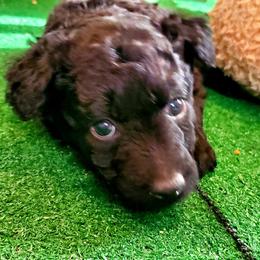 Mudi Puppies from Menagerie Mudis & More