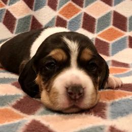 Beagle Puppies from Beech Grove Beagles