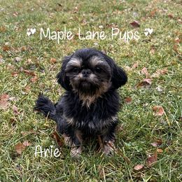Arie - Shih Tzu