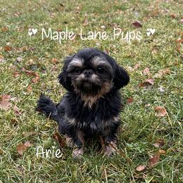 Arie - Shih Tzu