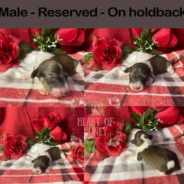 Willie the Weenie - Piebald male Dachshund puppy in Cascade, Virginia from Heart of Honey Miniature Dachshunds