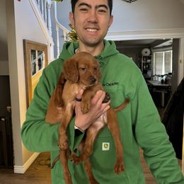 Finn the Mini Irish Setter - Mahogany male Irish Setter puppy in Orem, Utah from Rocky Mountain Irish Setters