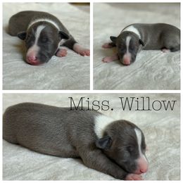 Girl 2 - Black female Italian Greyhound puppy in Texas from Italian Greyhounds of Frisco