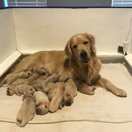 Golden Retriever and Pembroke Welsh Corgi Puppies from Shire Springs Kennels