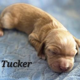 Tucker - Cream male Poodle puppy in Rutherford County, North Carolina from Simply Grace Farms