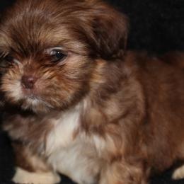 Shih Tzus from Fancy Shih Tzus Florida