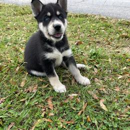 Siberian Husky Puppies from Dacogetic