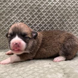 Snow White - Red female Pembroke Welsh Corgi puppy in Stephenville, Texas from Rising JM Pembrokes