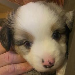 Mike - Blue merle male Miniature Australian Shepherd puppy in California, Kentucky from Sonlight Ridge Aussies