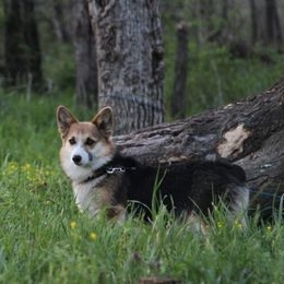 Muriel - Pembroke Welsh Corgi