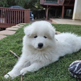Boy 1 - White male Samoyed puppy in Fallbrook, California from Bruin Samoyeds