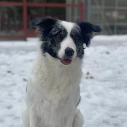 Missy - Border Collie