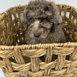 Donner - Merle male Cavapoo puppy in Austin, Texas from Doodles of Central Texas