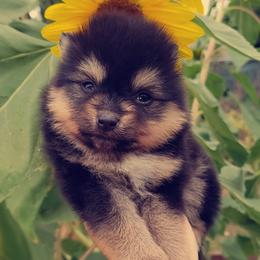 French Bulldog and Pomeranian Puppies from Purrs N Poms