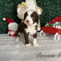 Brown boy - Brown male Bernedoodle puppy in Modesto, California from Two Doods Doodles