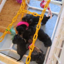 Yorkshire Terrier Puppies from K.I.S.S.