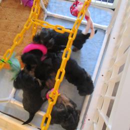 Yorkshire Terrier Puppies from K.I.S.S.