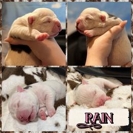 Rain - Blue tri-color female American Bully puppy in Princeton, Texas from District 12 Kennels