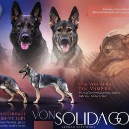 German Shepherd puppies from Von Solidago