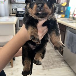 Rottweiler Puppies from Von Der Hing Rottweilers