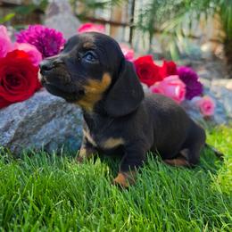 Tessa - Black and tan female Dachshund puppy in Florence, Arizona from Doxie Town Az