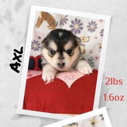 Axl - Black and white male Pomsky puppy in Marshall, Minnesota from Miles of Smiles Pomskies