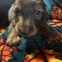 Watson - Red male Dachshund puppy in Argos, Indiana from TKO Doxies