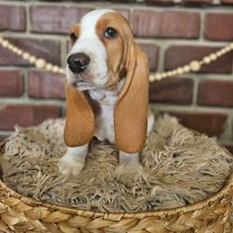 Mocha - Red and white male Basset Hound puppy in Lone Jack, Missouri from Wee Little Bassets