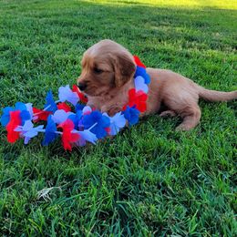 Golden Retriever Puppies from PDA Goldens
