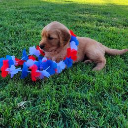 Golden Retriever Puppies from PDA Goldens