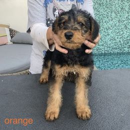 Airedale Terrier Puppies from Mar Vista