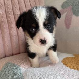 Briar - Black and tan male Pembroke Welsh Corgi puppy in Paxton, Illinois from McGovern Family Corgis