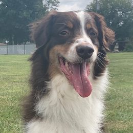 Maxx - Australian Shepherd
