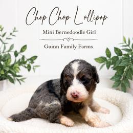 Chop chop lollipop - Merle female Bernedoodle puppy in Grove, Oklahoma from Guinn Family Farms