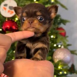Choco - Chocolate and tan male Chihuahua puppy in Burleson, Texas from BabydollYorkiesofTexas