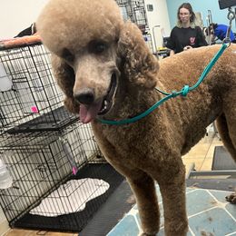 Cleo - Poodle