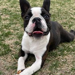 Boston Terriers and French Bulldogs from LEBulldogs