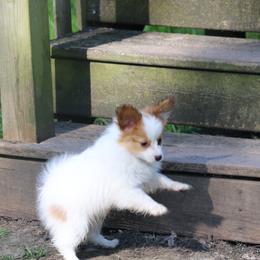 Boy 2 - Sable Papillon puppy in Jackson, Michigan from EJM Papillons