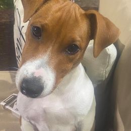 Jack Russell Terriers from Kajun Jacks