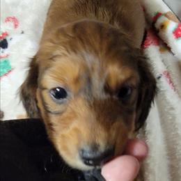 Rico. (Non Dapple) - Red male Dachshund puppy in Terlton, Oklahoma from CLARK'S BREEDING PROGRAM