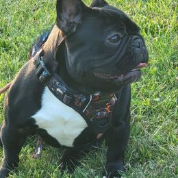Khaleesi - French Bulldog