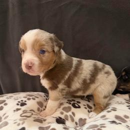 Vegas - Red merle male Miniature Australian Shepherd puppy in Apache Junction, Arizona from Circle T Mini Aussies