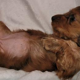 Dachshunds from ITSAR Ranch
