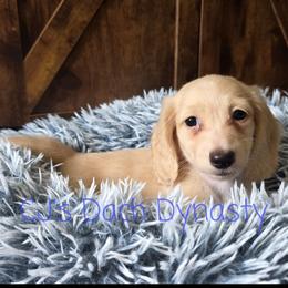 CHANCE 3600 - Cream male Dachshund puppy in Gatesville, Texas from CJ's Dach Dynasty