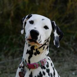 Scarlett - Dalmatian