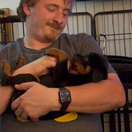 Maya - Black and mahogany female Rottweiler puppy in Partlow, Virginia from Kayara Haus Rottweilers