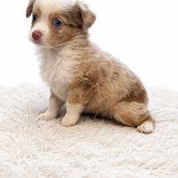 Goldie - Red merle female Miniature Australian Shepherd puppy in Louisville, Mississippi from Kristy’s Kennels